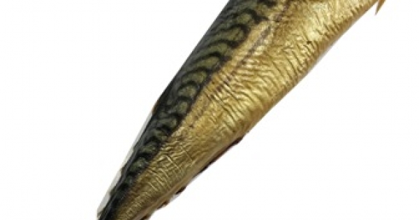 mackerel.fish,