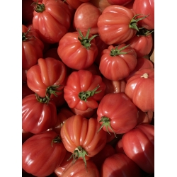 Pomidorai “Jaučio širdis” £7,49 kg (beef tomatoes)
