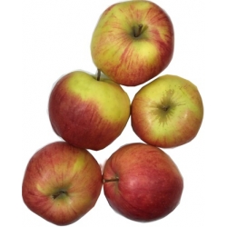 Obuoliai lenkiški 1,89 per kg (Apples)