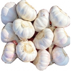 Česnako galva kaina per vienetą £0,99 (Garlic price per head)